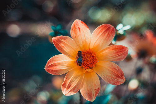 Bee collect nectar at beautiful colorful flower dahlias. Abstract background. Space in background for copy, text, your words. 