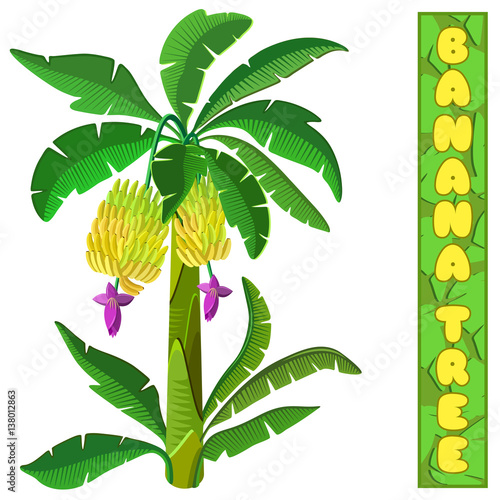 Banana tree. Isolated on white background. 3d isometric view. Vector illustration.