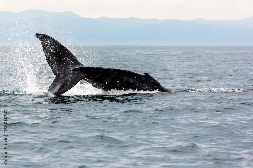 Fototapeta premium Whale swimming in Pacific Ocean, Gulf of California, Punta de Mita