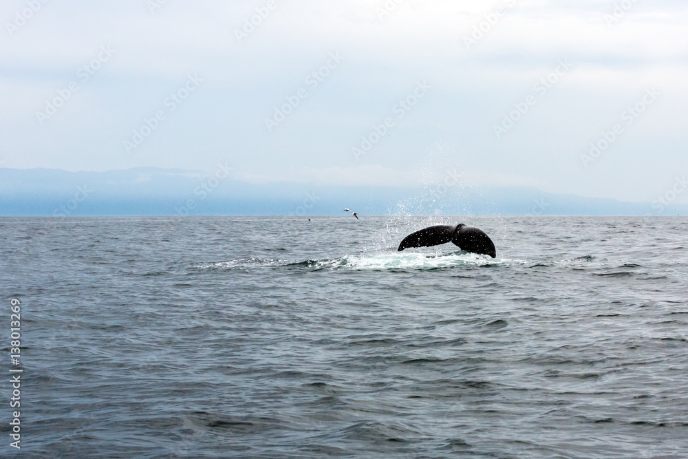 Obraz premium Whale swimming in Pacific Ocean, Gulf of California, Punta de Mita