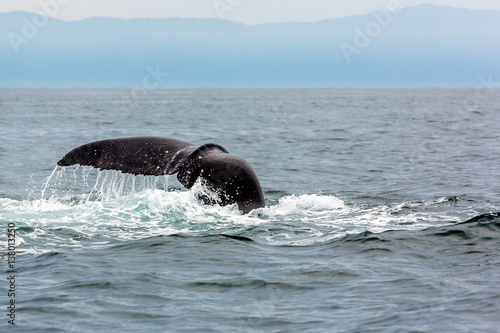 Whale swimming in Pacific Ocean, Gulf of California, Punta de Mita © Mooshoo Media