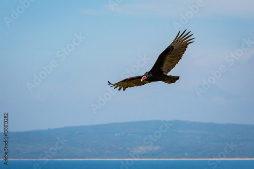 Turkey Vulture Flying Near Punta Mita Mexico