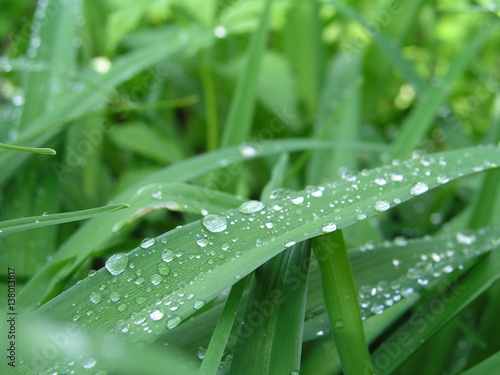 Drops of dew on the green grass. Natural background - green grass after rain close up.