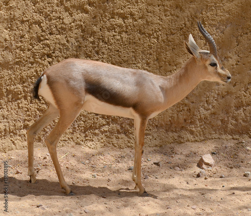Speke gazelle (Gazella spekei) is the smallest of the gazelle species. It is confined to the Horn of Africa, where it inhabits stony brush, grass steppes, and semideserts. 