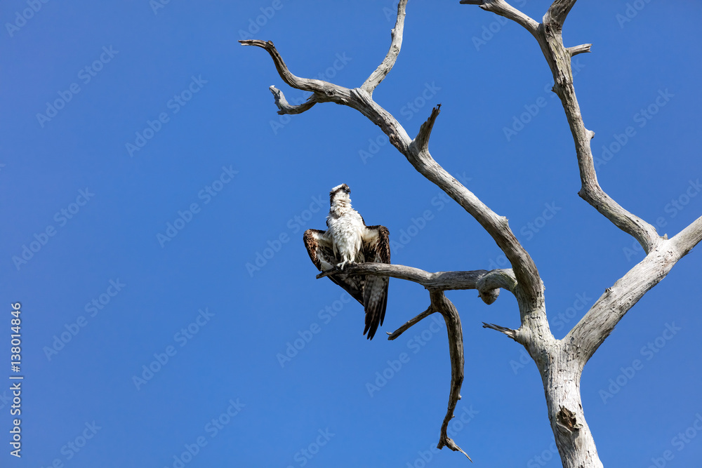 Osprey (Pandion haliaetus) on an old tree, sunbathing, Honeymoon Island, Florida, USA Osprey (Pandion haliaetus) on an old tree, sunbathing, Honeymoon Island, Florida, USA