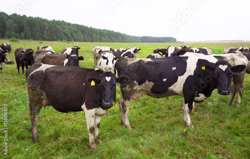 Dirty cows on field