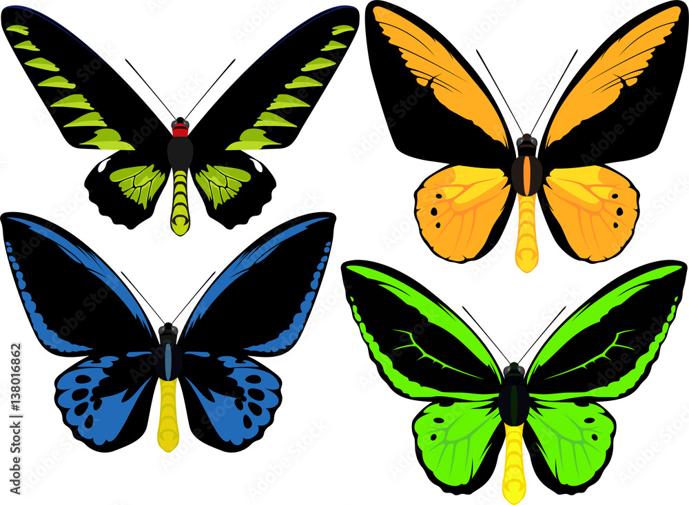 set of Indonesian vector birdwings butterflies set of Indonesian vector birdwings butterflies