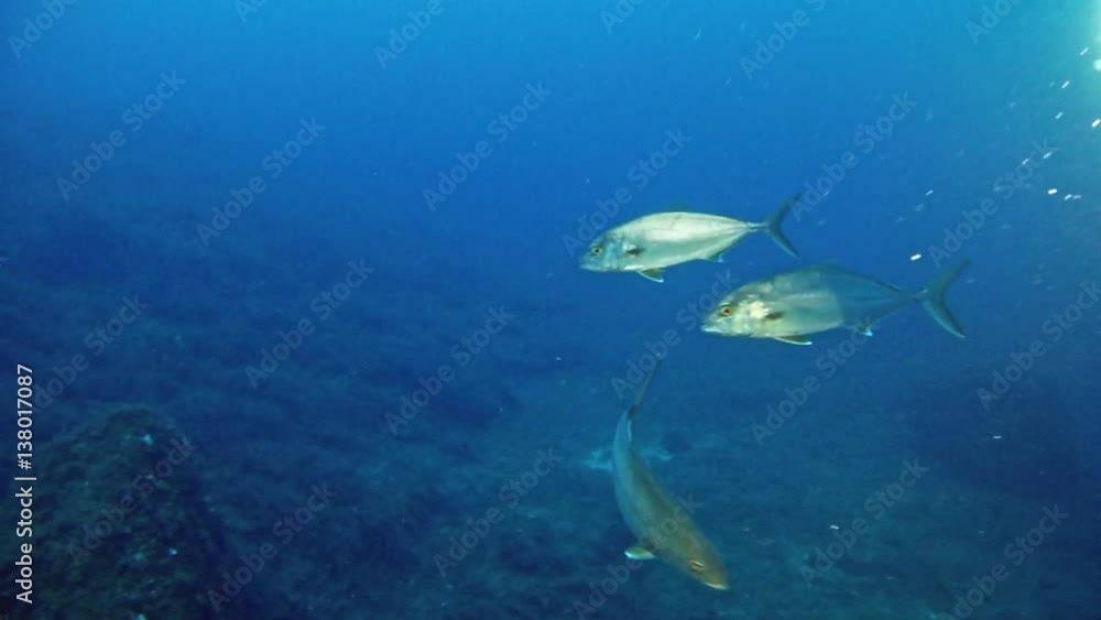 Scuba diving in Mallorca - Diving in the Mediterranean Sea Scuba diving in Mallorca - Diving in the Mediterranean Sea
