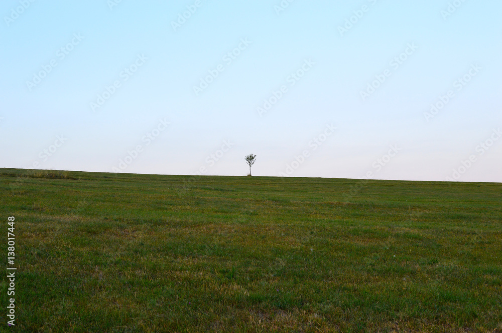 Natural field landscape with grass