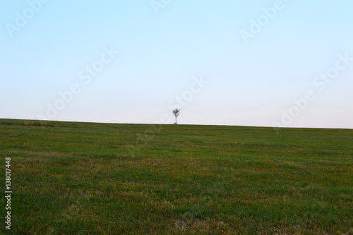 Natural field landscape with grass