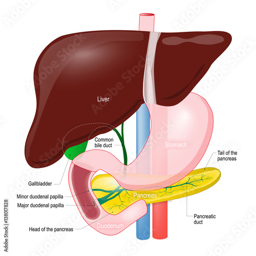 Gallbladder duct. anatomy of the pancreas, liver, duodenum and stomach.