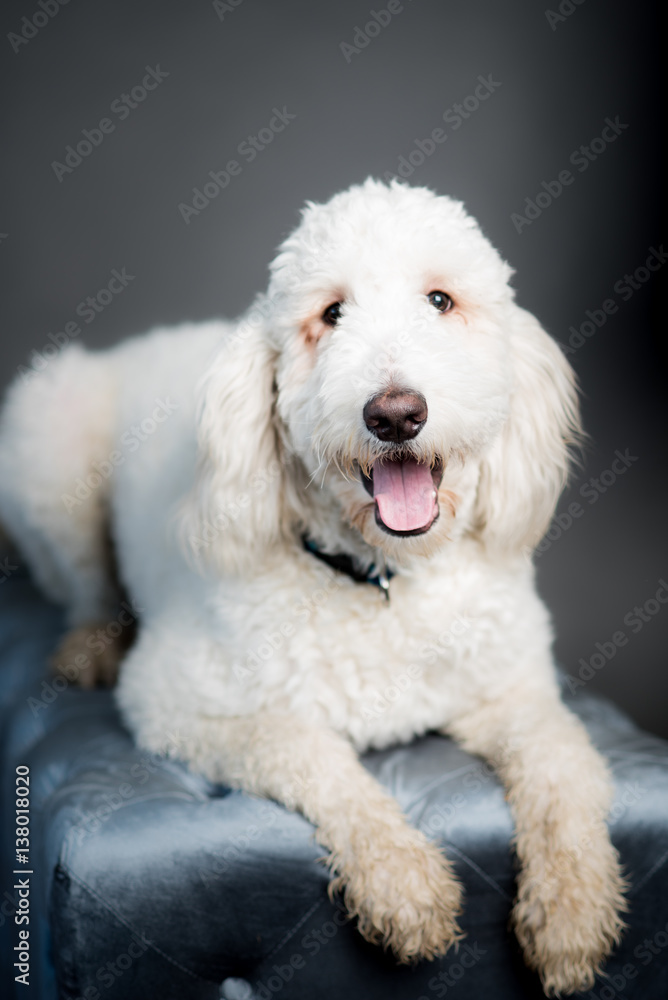 white poodle mix dog with tongue showing white poodle mix dog with tongue showing