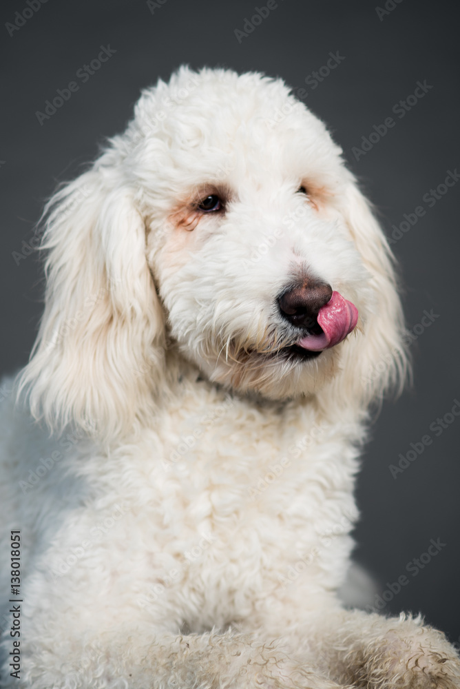 white poodle mix dog licking