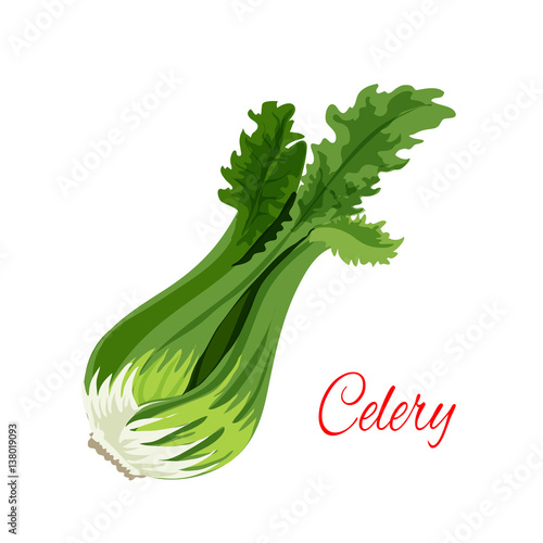 Celery herb vegetable flavoring vector icon