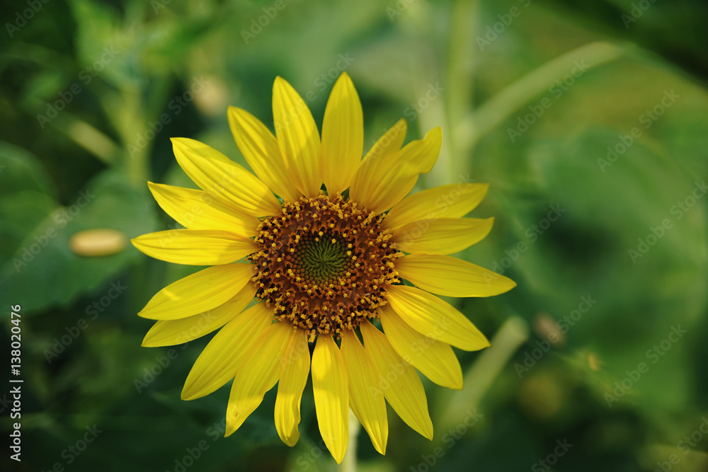 Sun flower Close up 