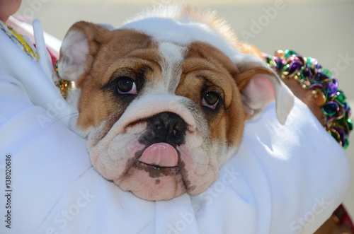 Dog in arms at Mardi Gras Parade