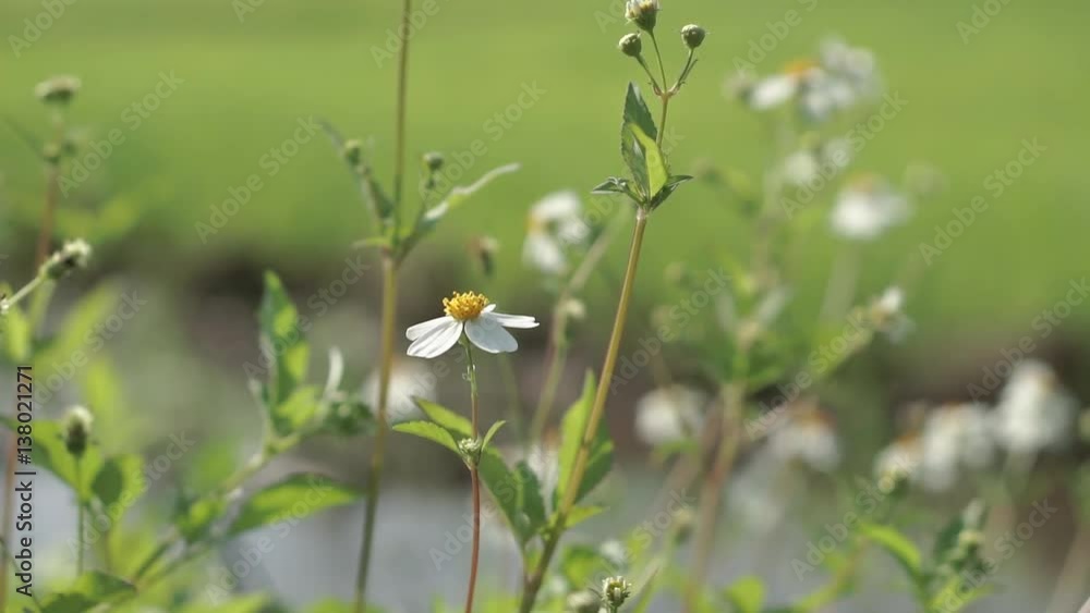 Daisy flowers in the morning
Daisy flowers in the morning