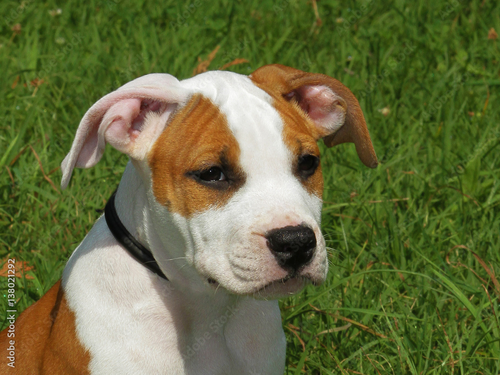  Cute amstaff puppy dog