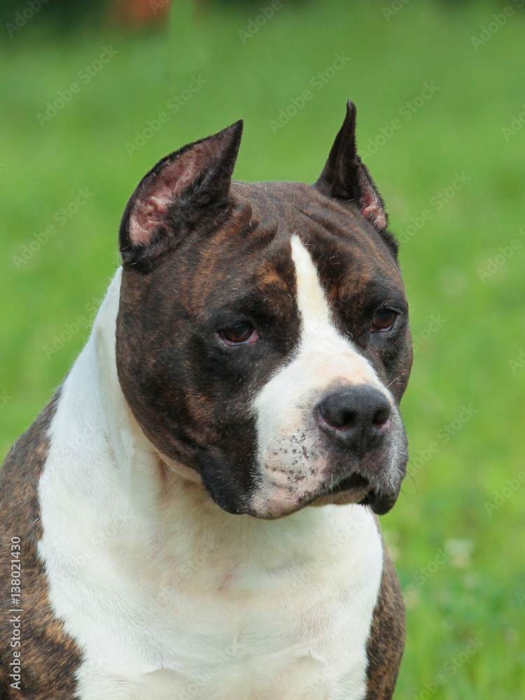 Beautiful American Staffordshire Terrier dog. Beautiful American Staffordshire Terrier dog.