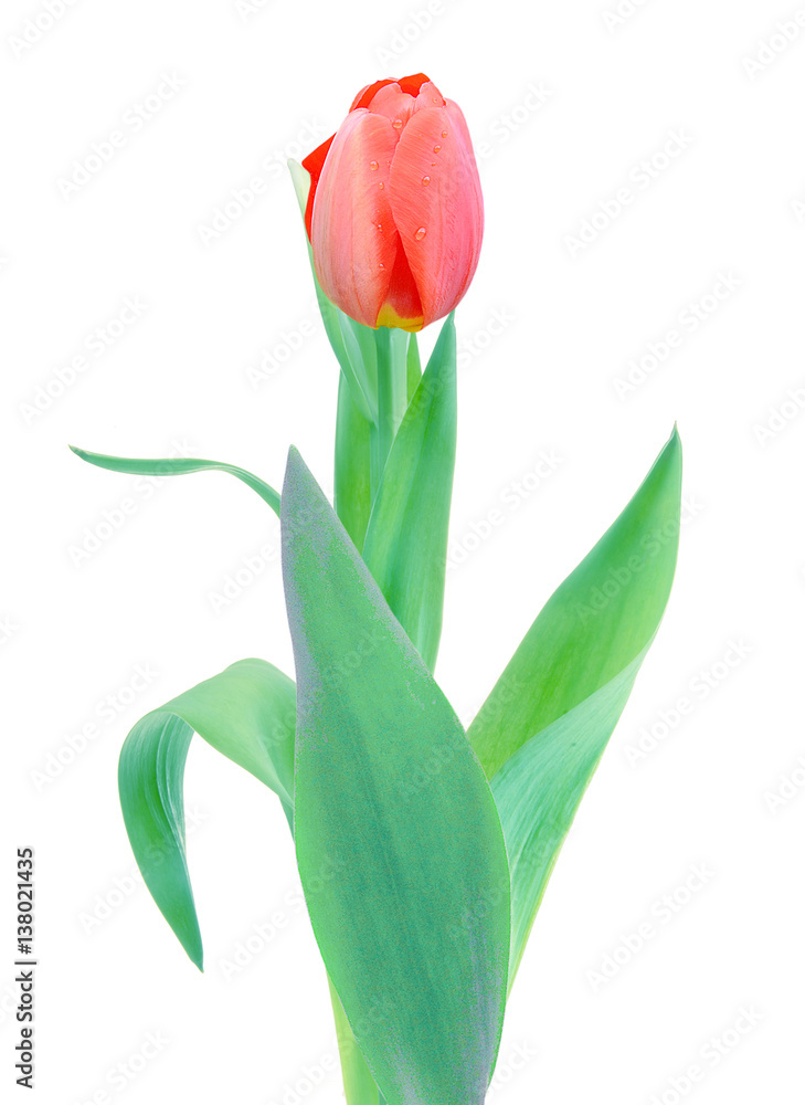 Naklejka premium ピンクチューリップ