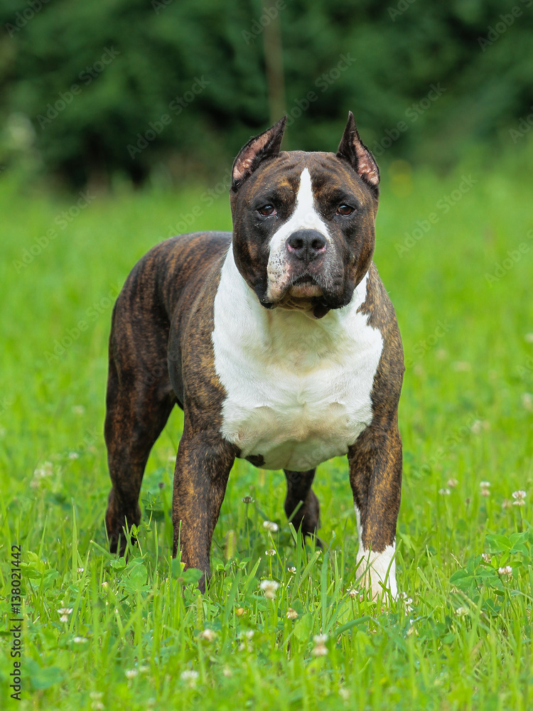 Beautiful American Staffordshire Terrier dog.