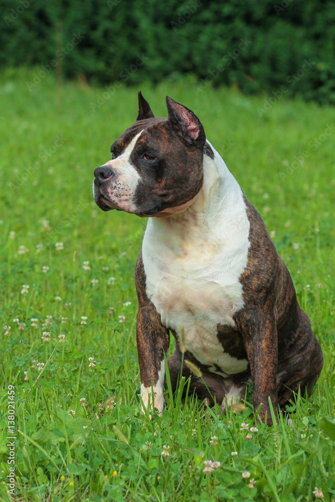 Beautiful American Staffordshire Terrier dog. Beautiful American Staffordshire Terrier dog.