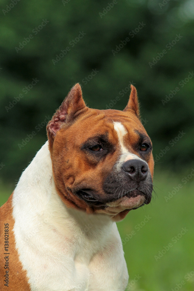 Beautiful American Staffordshire Terrier dog.