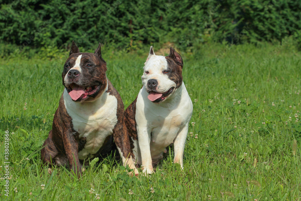 Two beautiful American Staffordshire Terrier