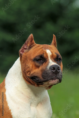 Beautiful American Staffordshire Terrier dog.