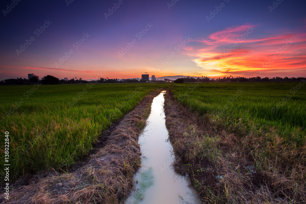paddy valley in stunning sunset  with small river during the blue hour at penang, malaysia