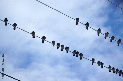 birds standing in rows on the power line © nd700