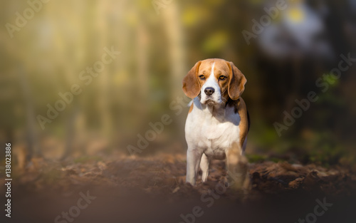 Fototapeta Naklejka Na Ścianę i Meble -  Beagle dog in the forest