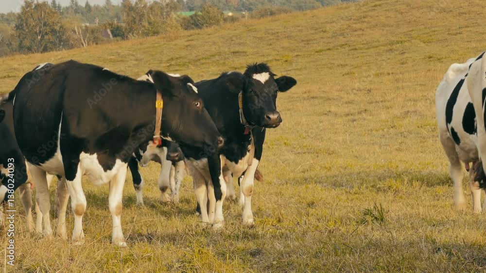 Cows in field / cows farm / grazing cows. Holstein cows walk towards the camera on the pasture with yellow autumn grass at the golden hour just before sunset. Cows in field / cows farm / grazing cows. Holstein cows walk towards the camera on the pasture with yellow autumn grass at the golden hour just before sunset.