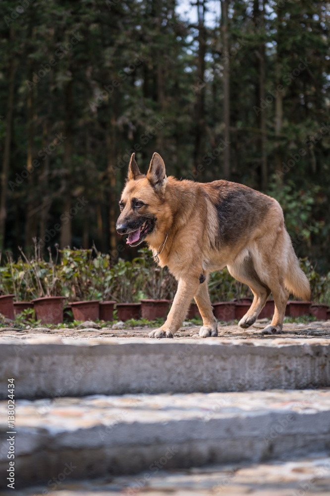 The German shepherd dog on walk The German shepherd dog on walk