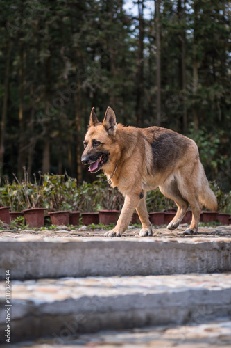 The German shepherd dog on walk