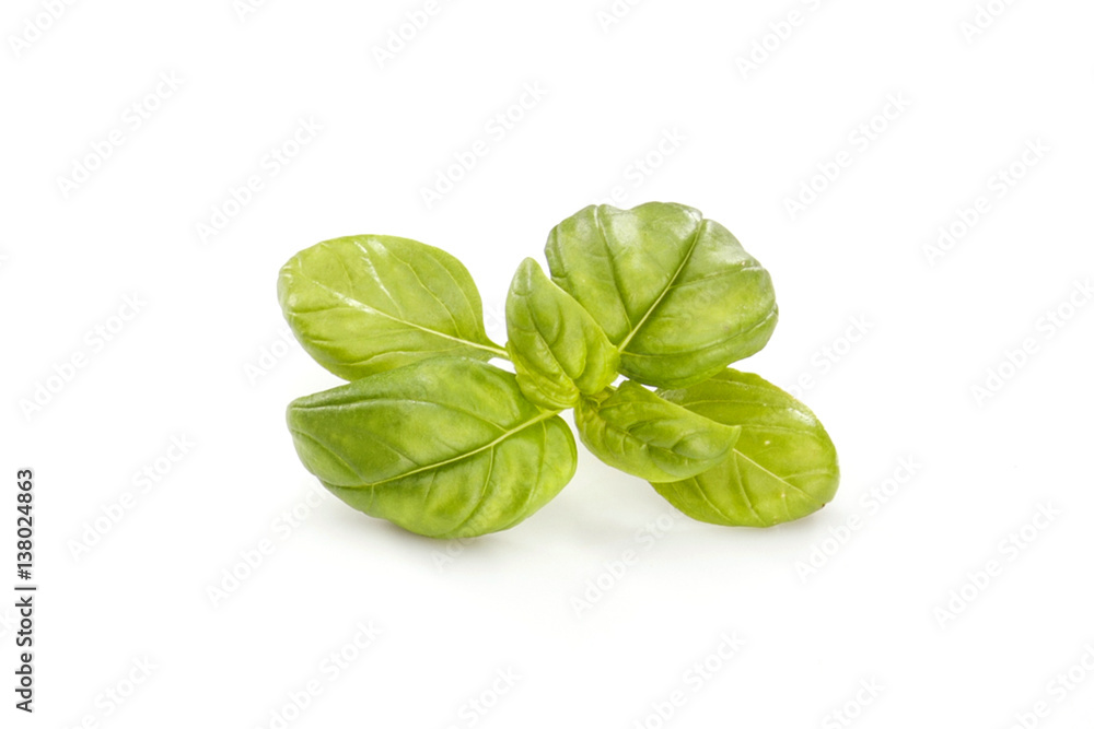 Basil on white Basil on white