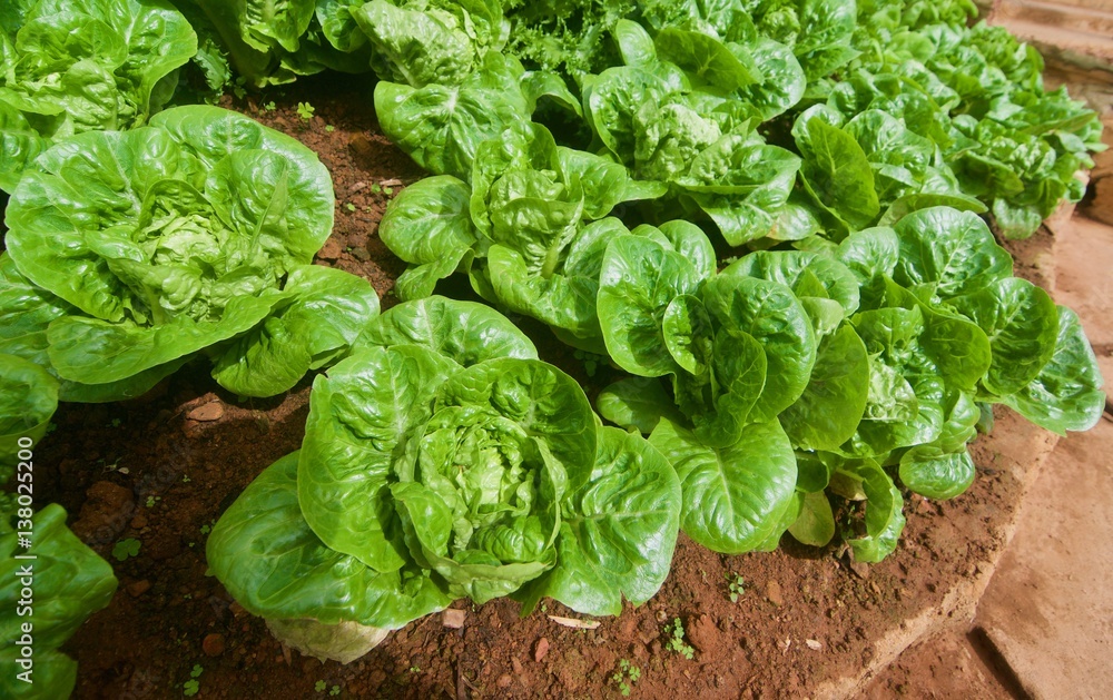 Lettuce on the ground Lettuce on the ground