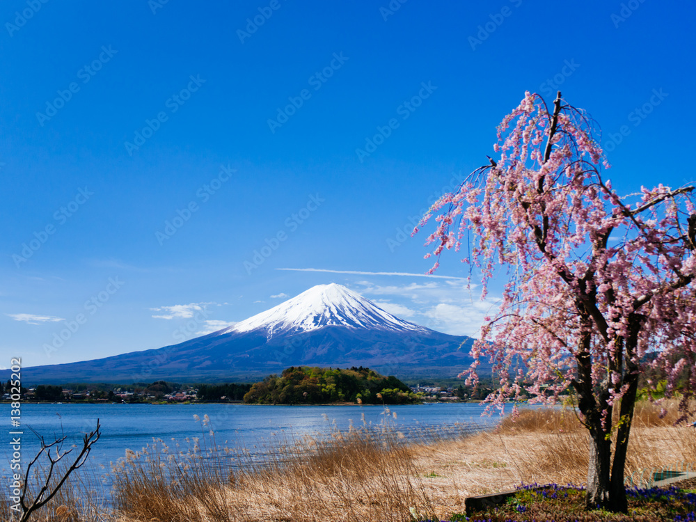 Naklejka premium Mt.Fuji and blue sky at Kawaguchi-lake ,Japan