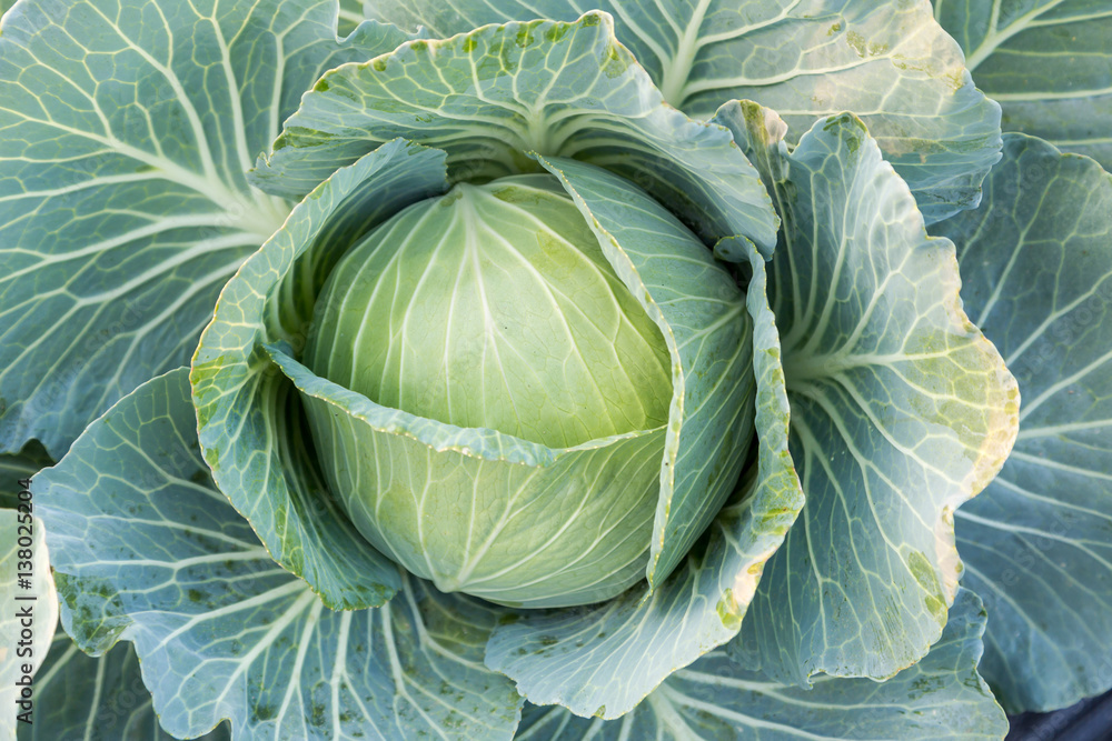 Fototapeta premium close up of fresh cabbage in the field