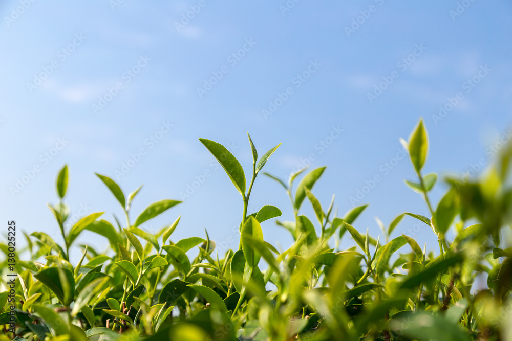 green tea leave in field under blue sky green tea leave in field under blue sky