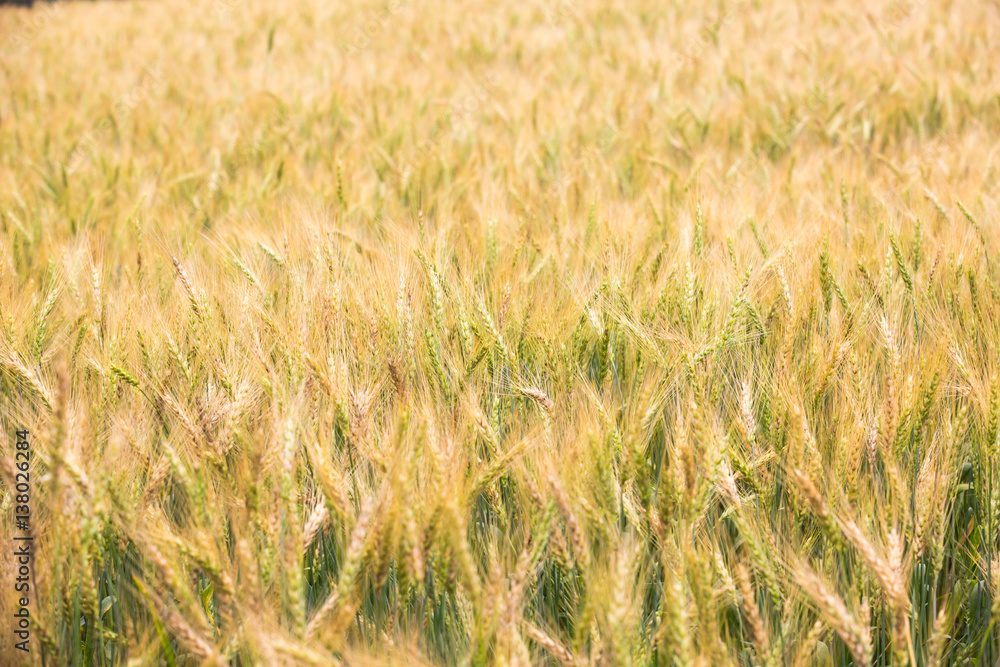 Fototapeta premium close up wheat field background