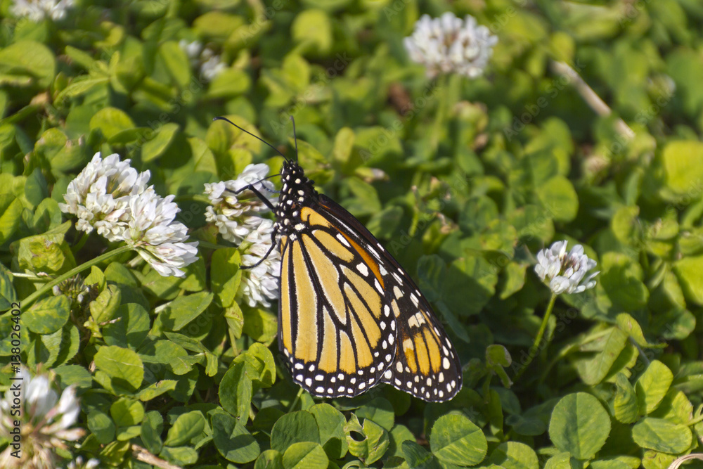 Monarch Sips Nectar From Fragrant Clover Flowers Monarch Sips Nectar From Fragrant Clover Flowers