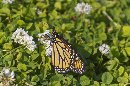 Monarch Sips Nectar From Fragrant Clover Flowers © WideAwake