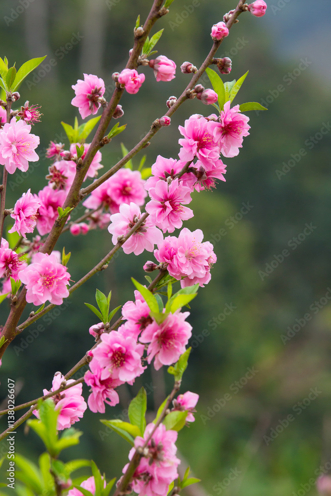 Close up Peach Blossoms Pink flowers, natural background Close up Peach Blossoms Pink flowers, natural background