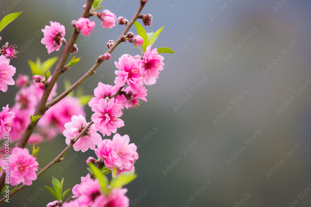 Close up Peach Blossoms Pink flowers, natural background Close up Peach Blossoms Pink flowers, natural background