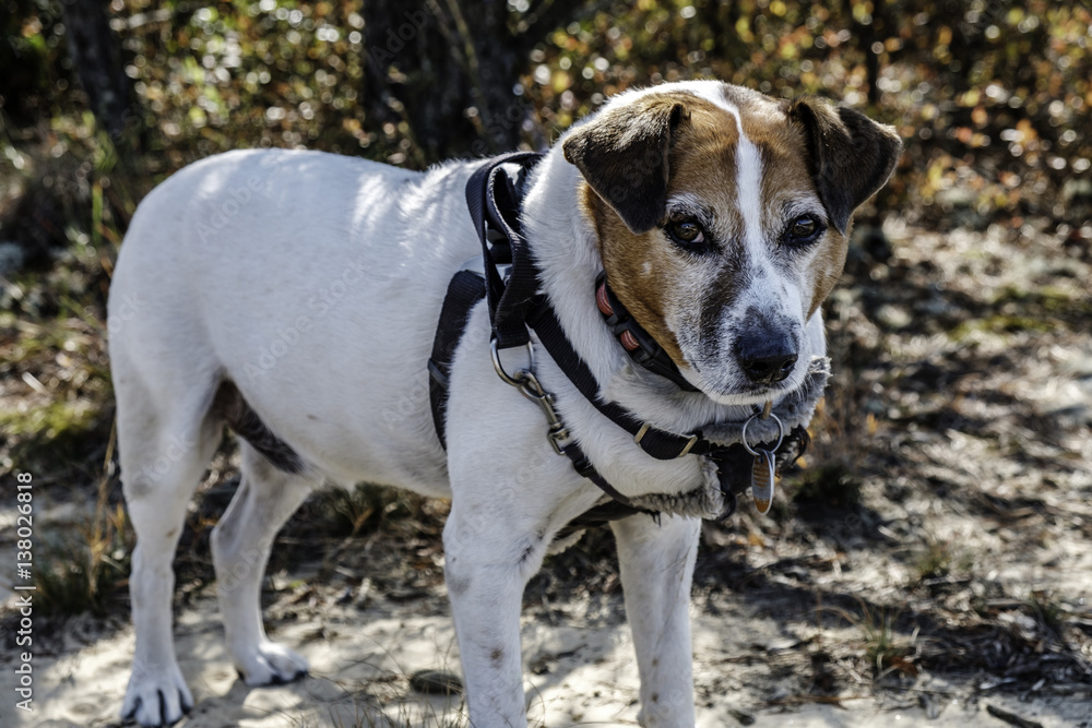 Jack Russell terrier mix on a mountain hiking trail in a forest Stock