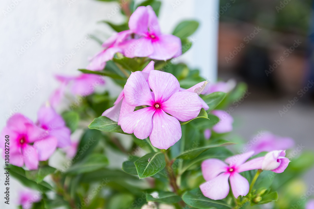 Naklejka premium Close up flowers background. Natural flower background. Amazing nature view of flowers blooming in garden under sunlight at the middle of summer day.