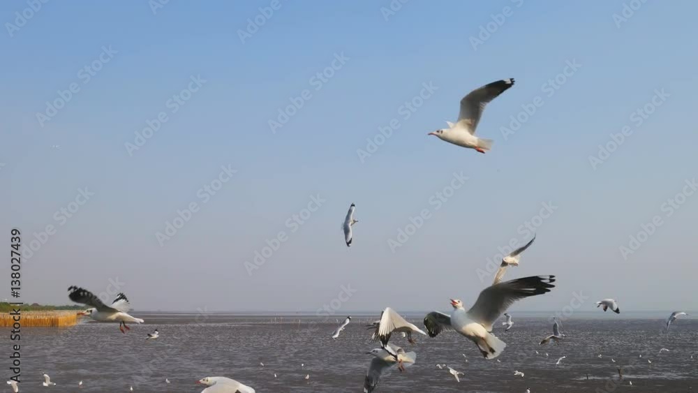 man feeding the seagulls at Bang Pu Samut Prakan , Thailand man feeding the seagulls at Bang Pu Samut Prakan , Thailand