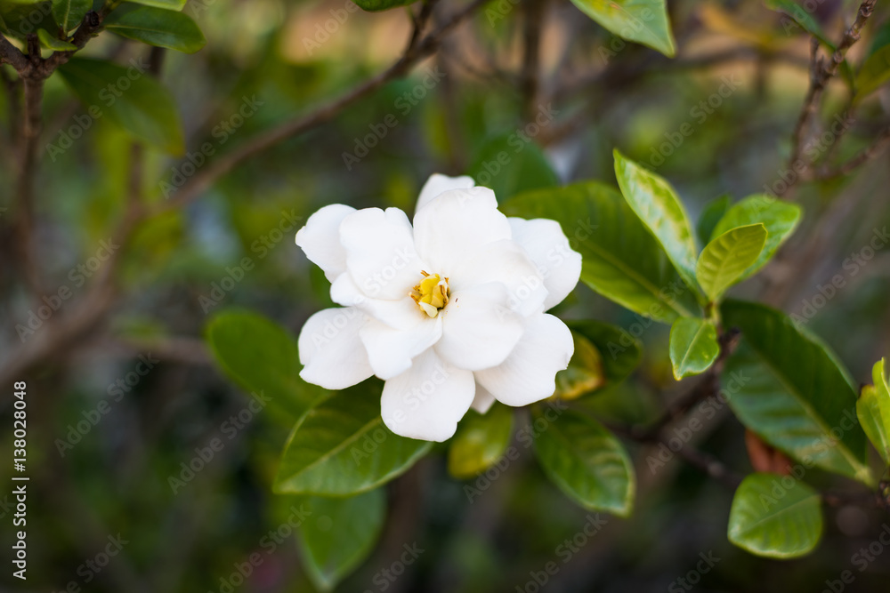 Abstract spring flower background Abstract spring flower background