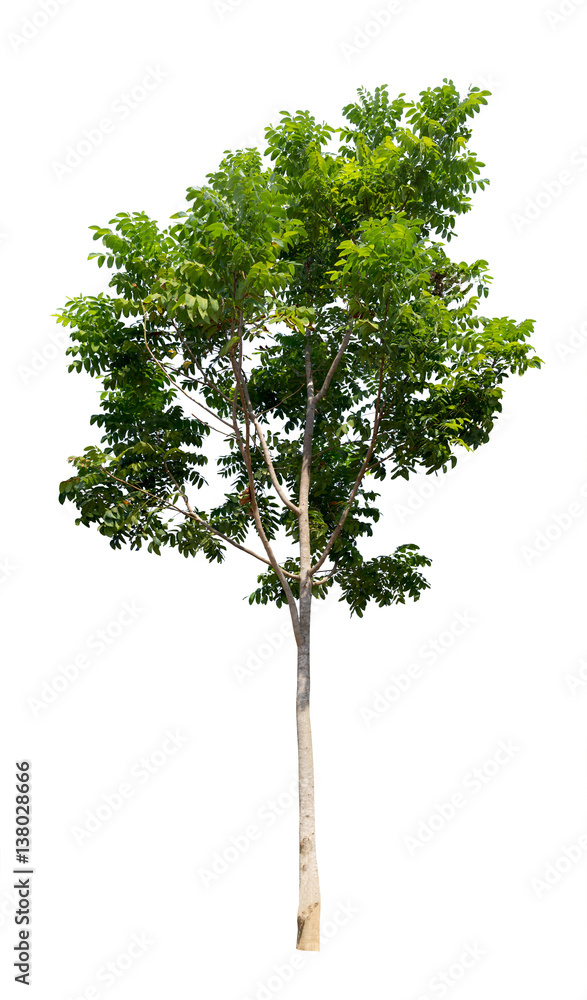 Naklejka premium Isolated tree on white background